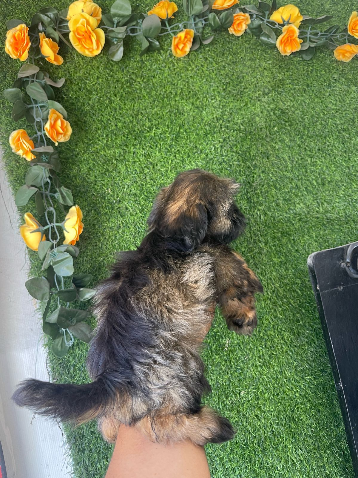 OFERTA CACHORRO SHIPOO MACHO EN SANTO DOMINGO Y TODO AL DIA Foto 7271477-3.jpg