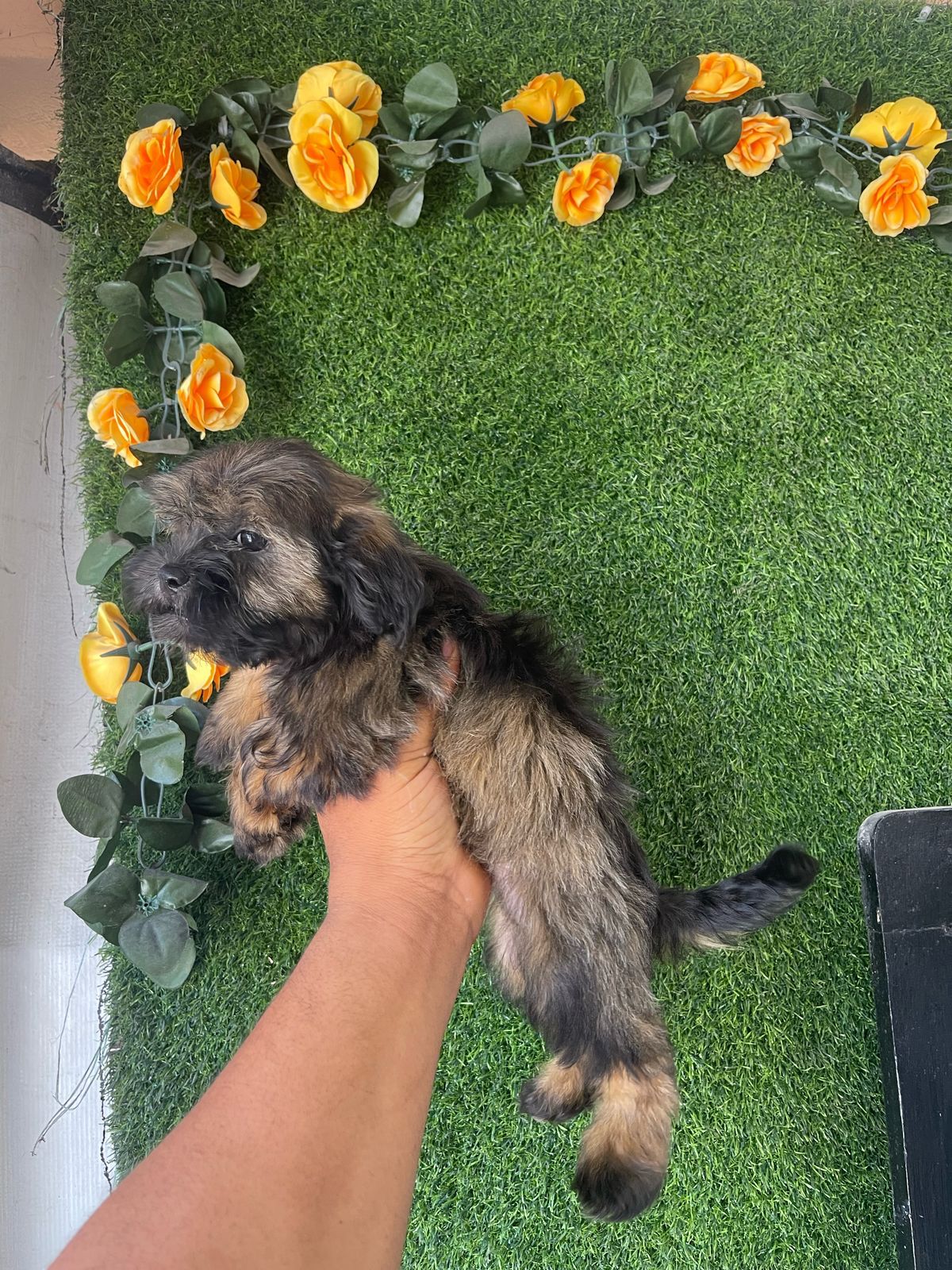 OFERTA CACHORRO SHIPOO MACHO EN SANTO DOMINGO Y TODO AL DIA Foto 7271477-4.jpg