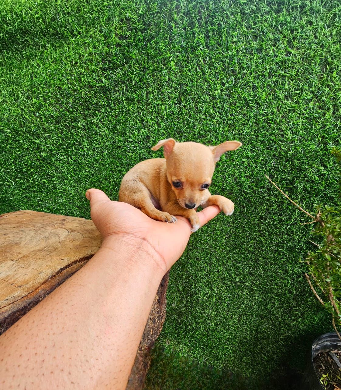 OFERTA CACHORRO CHIHUAHUA MACHO EN SANTO DOMINGO CON SUS VACUNA Foto 7271478-2.jpg