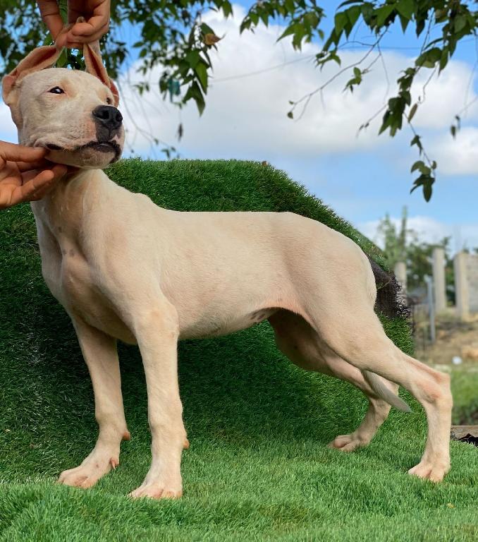 OFERTA CACHORRO DOGO ARGENTINO HEMBRA EN SANTO DOMINGO VACUNADA Foto 7271479-2.jpg