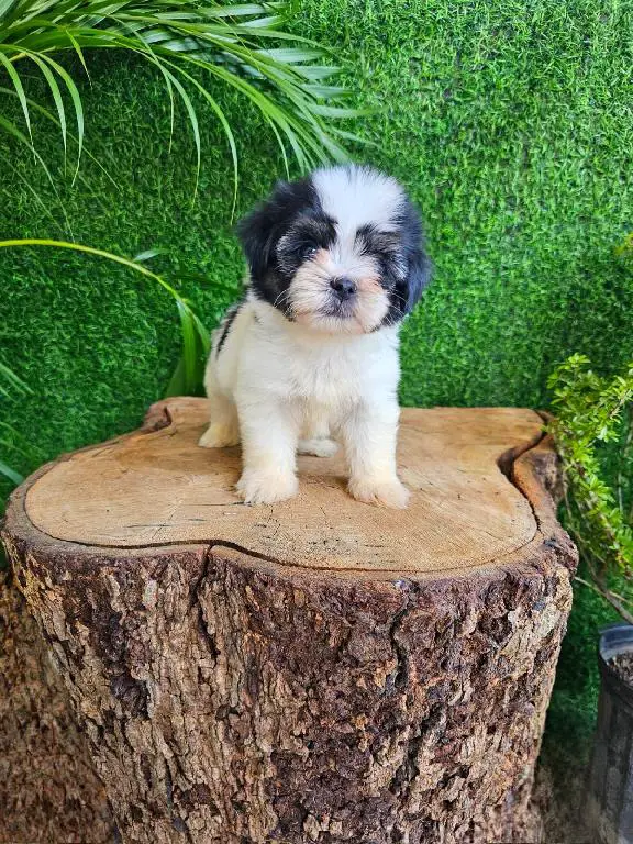 OFERTA CACHORRO SHIPOO AMBOS SEXO EN SANTO DOMINGO VACUNADOS Foto 7271480-1.jpg