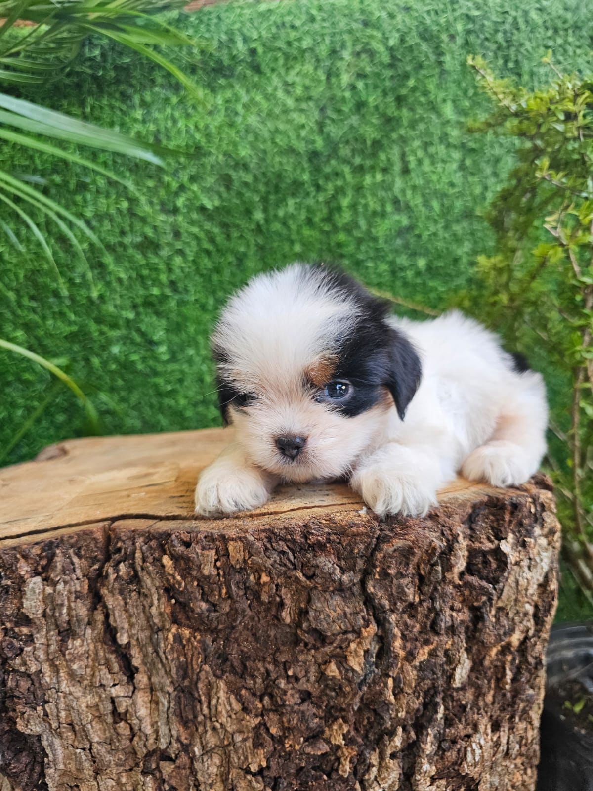 OFERTA CACHORRO SHIPOO AMBOS SEXO EN SANTO DOMINGO VACUNADOS Foto 7271480-2.jpg