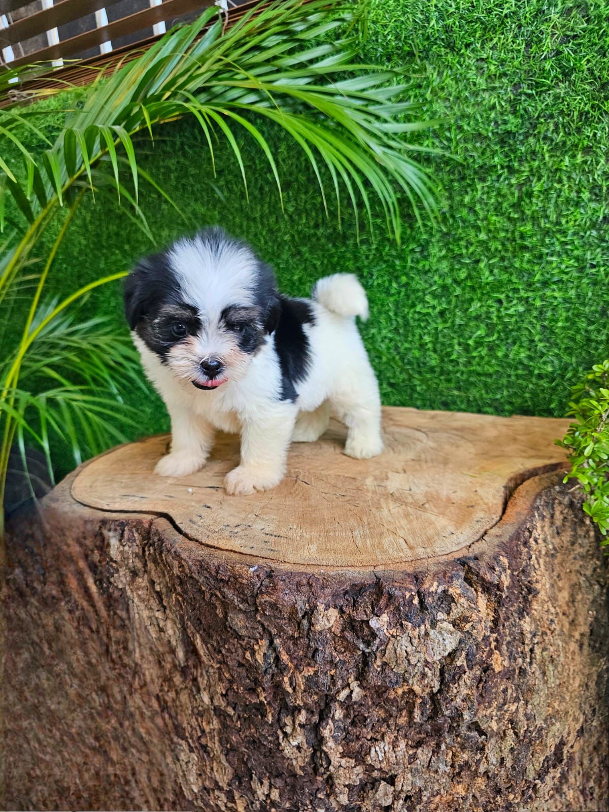 OFERTA CACHORRO SHIPOO AMBOS SEXO EN SANTO DOMINGO VACUNADOS Foto 7271480-3.jpg