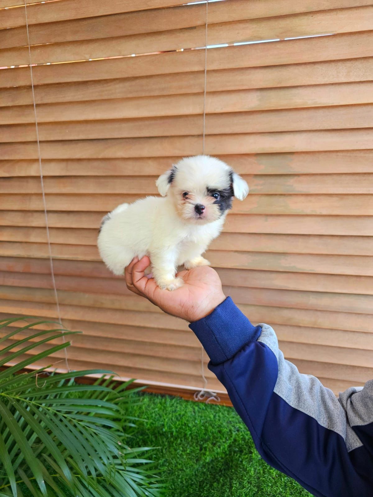 OFERTA CACHORRO SHIPOO AMBOS SEXO EN SANTO DOMINGO VACUNADOS Foto 7271480-4.jpg