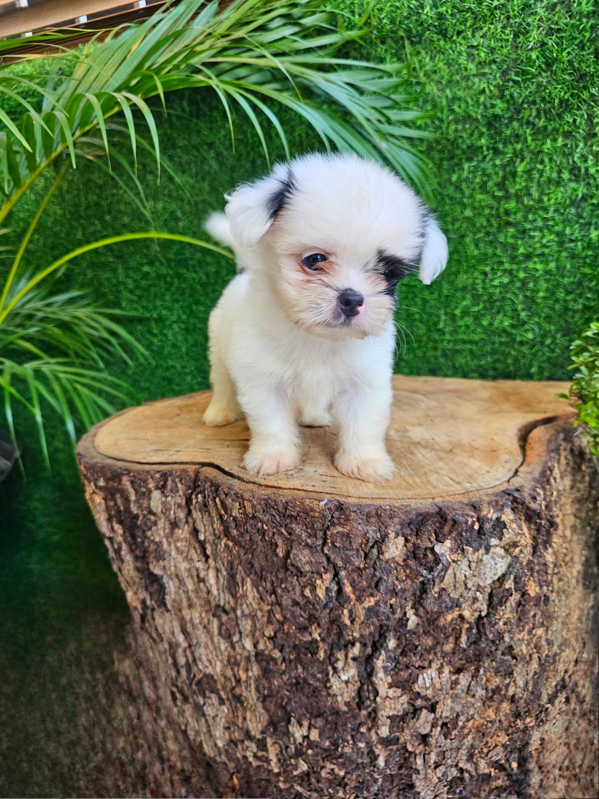 OFERTA CACHORRO SHIPOO AMBOS SEXO EN SANTO DOMINGO VACUNADOS Foto 7271480-5.jpg
