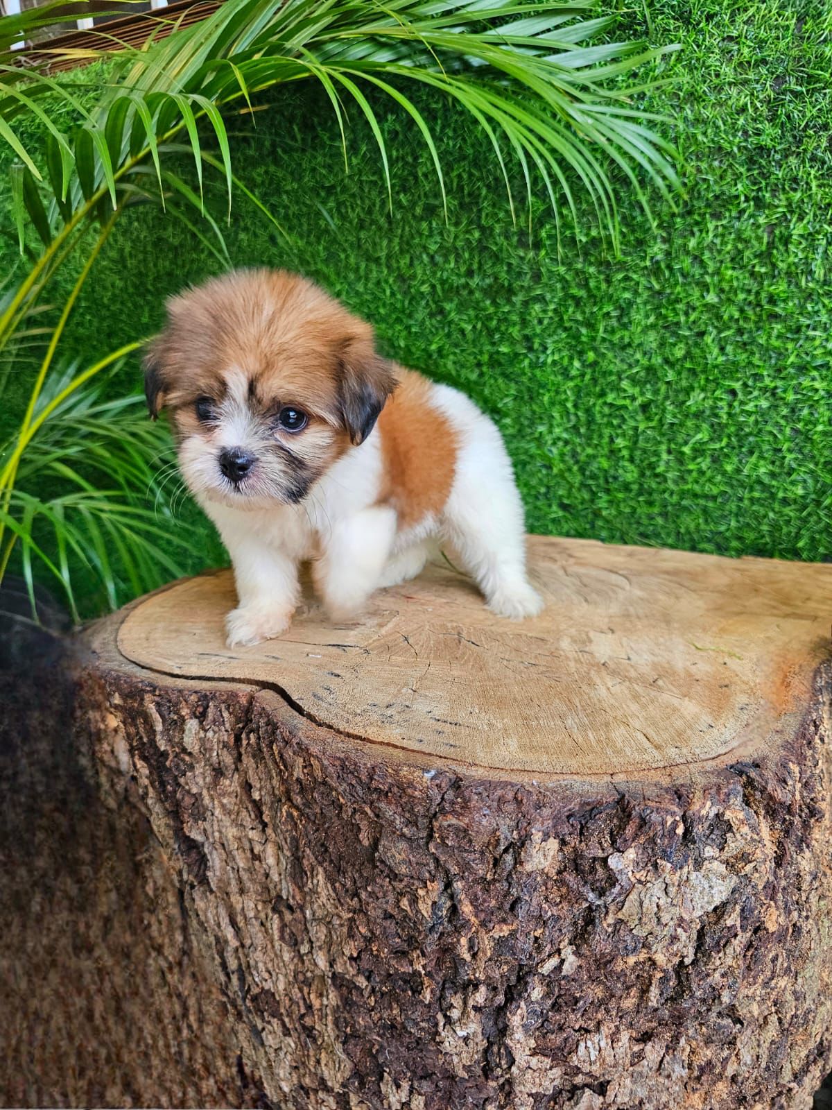 OFERTA CACHORRO SHIPOO AMBOS SEXO EN SANTO DOMINGO VACUNADOS Foto 7271480-6.jpg