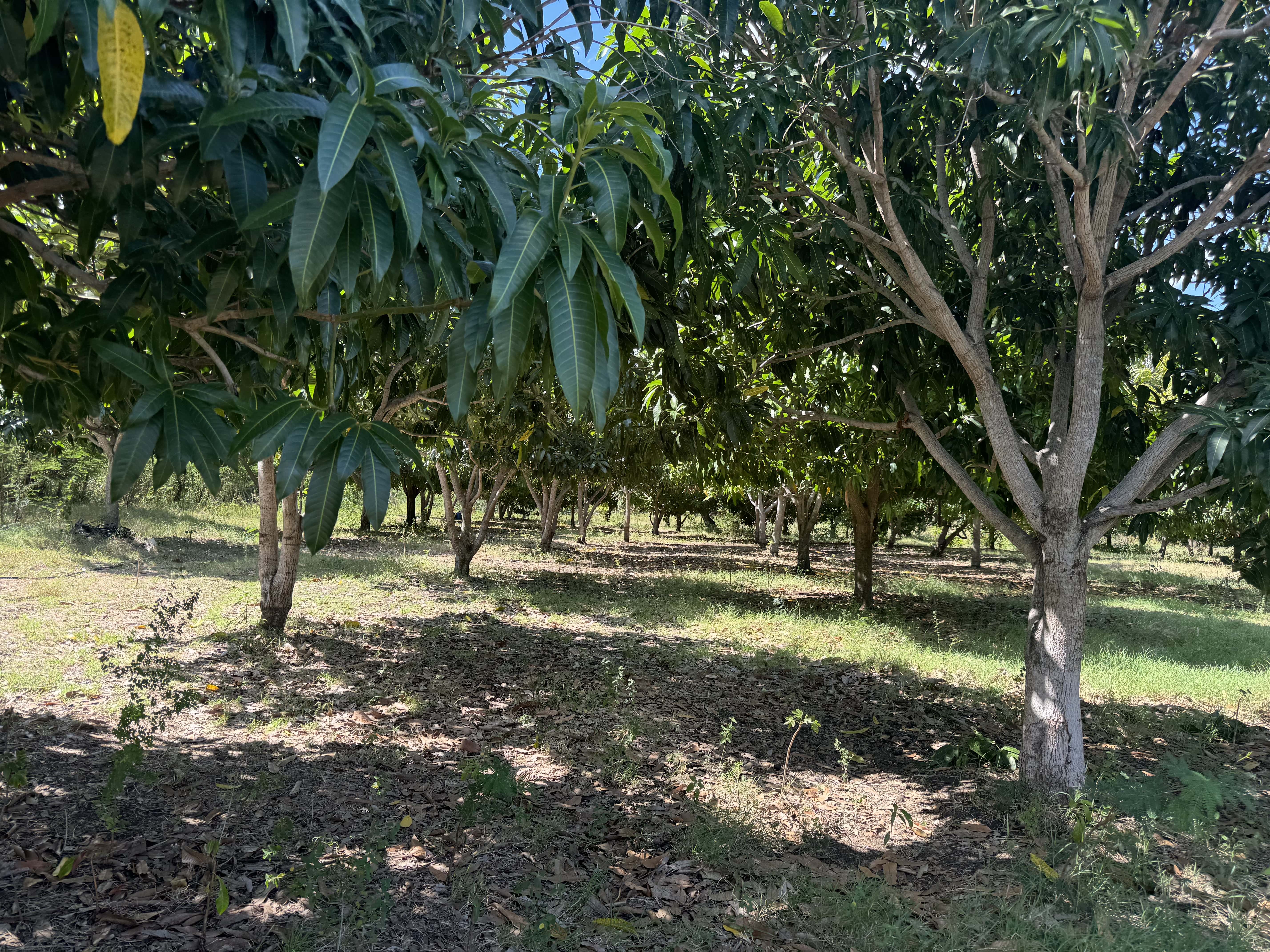 Finca en Bani 189.5 Tarea Foto 7271514-9.jpg