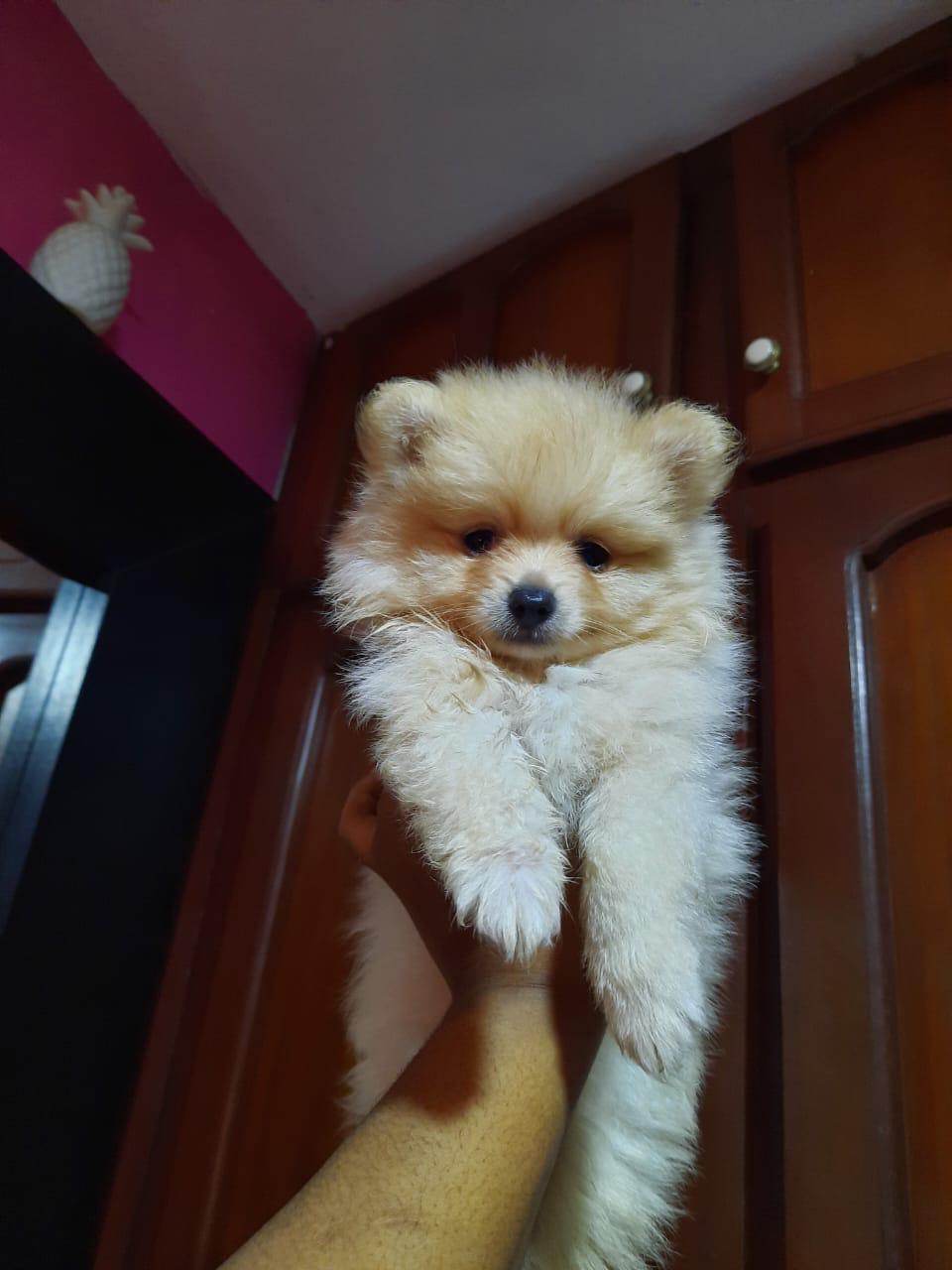 Pomerania mini cara de oso macho vacunado y desparasitado  Foto 7271533-1.jpg