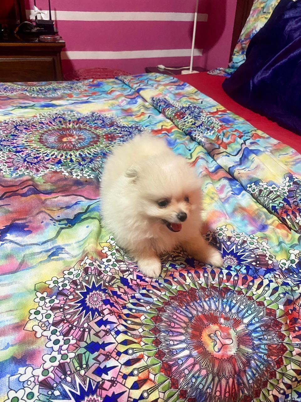 Pomerania mini cara de oso macho vacunado y desparasitado  Foto 7271533-2.jpg