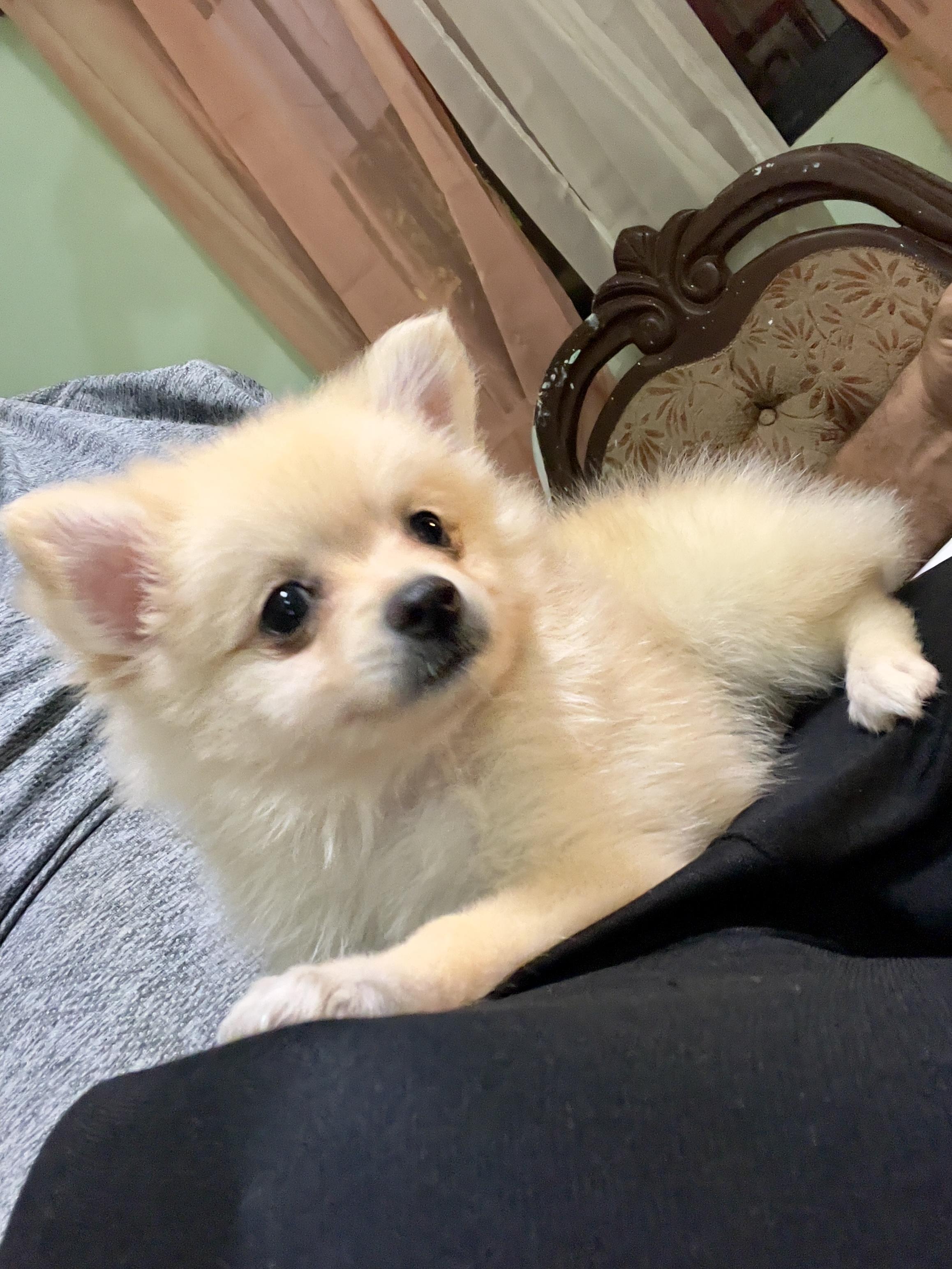 Pomerania hembra hermosa vacunada y desparasitada Foto 7271534-2.jpg