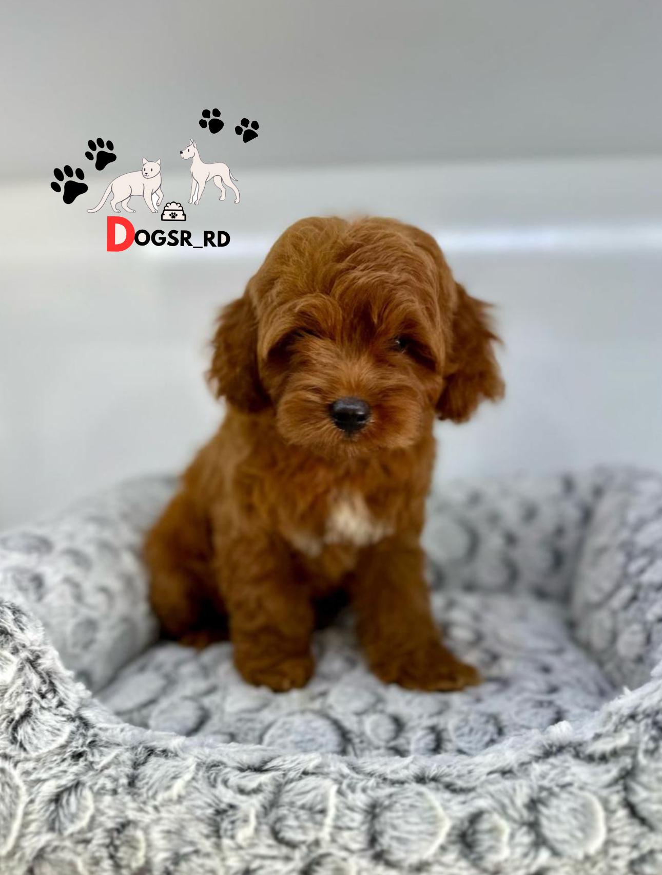 Cockapoo  Macho Foto 7271585-1.jpg