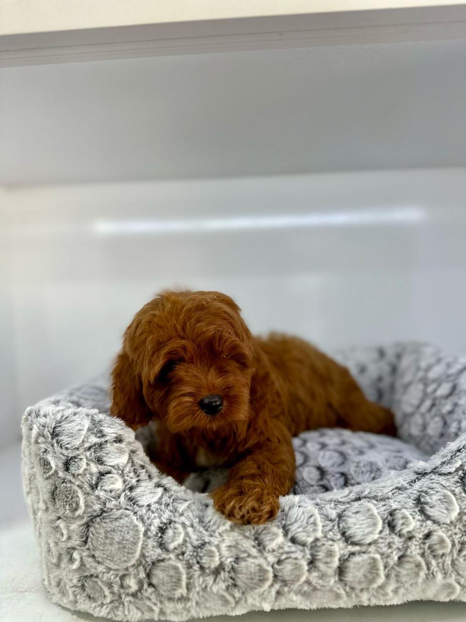 Cockapoo  Macho Foto 7271585-2.jpg