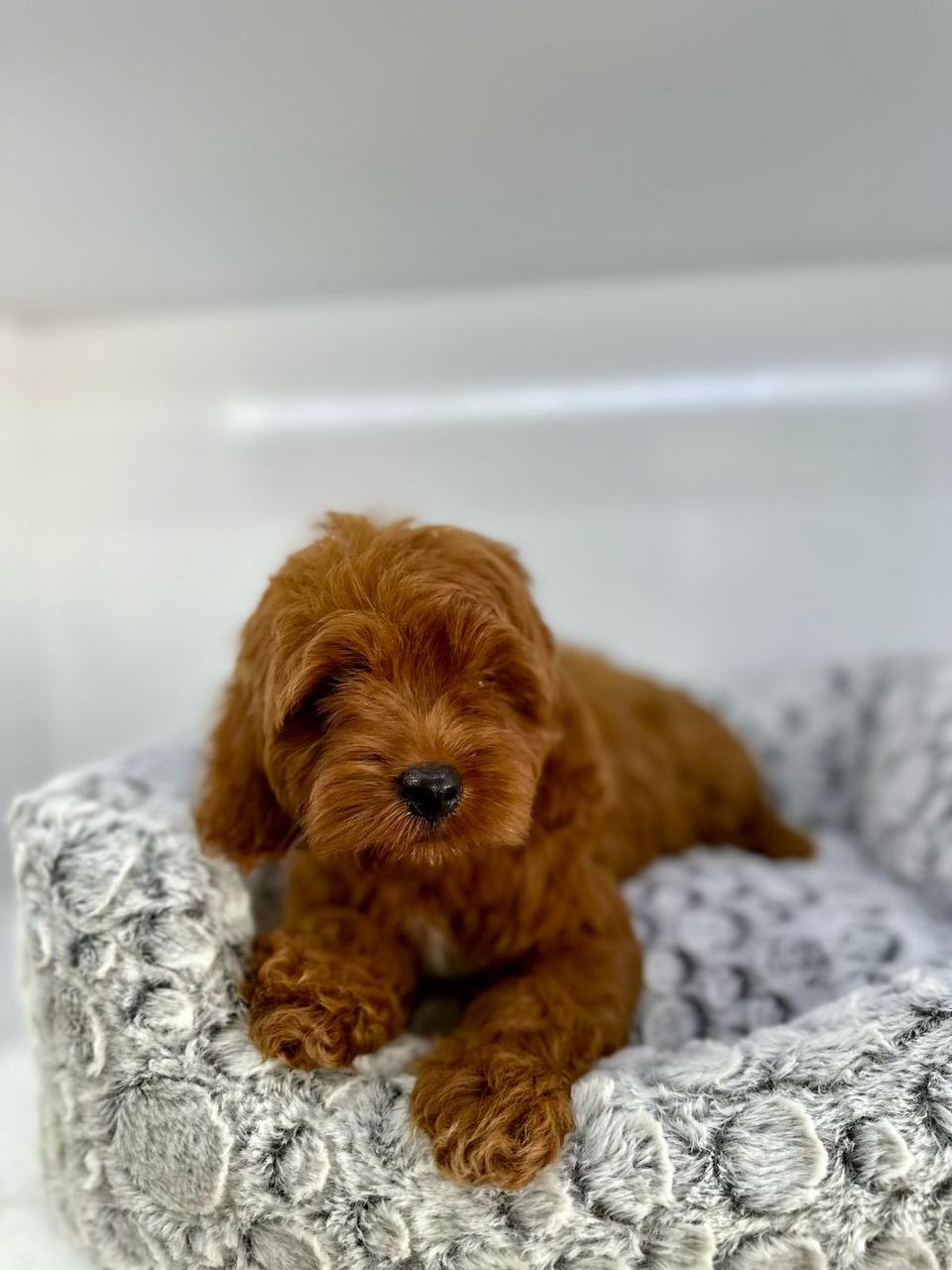 Cockapoo  Macho Foto 7271585-3.jpg