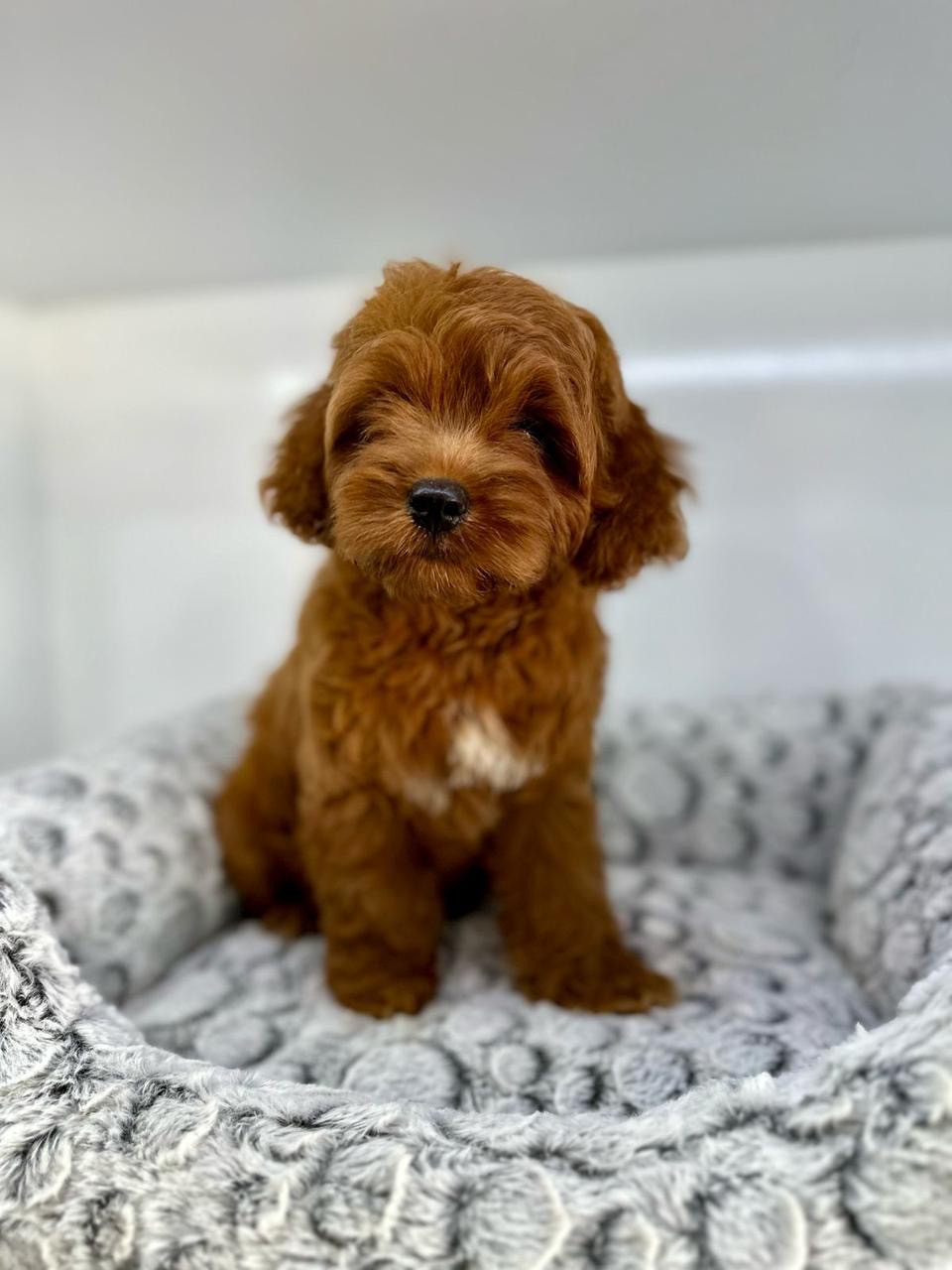 Cockapoo  Macho Foto 7271585-4.jpg