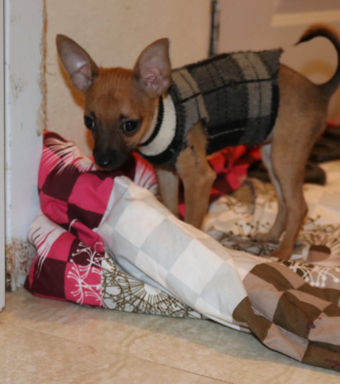 Cachorrita chihuahua 3 en adopcion Foto 7271847-2.jpg