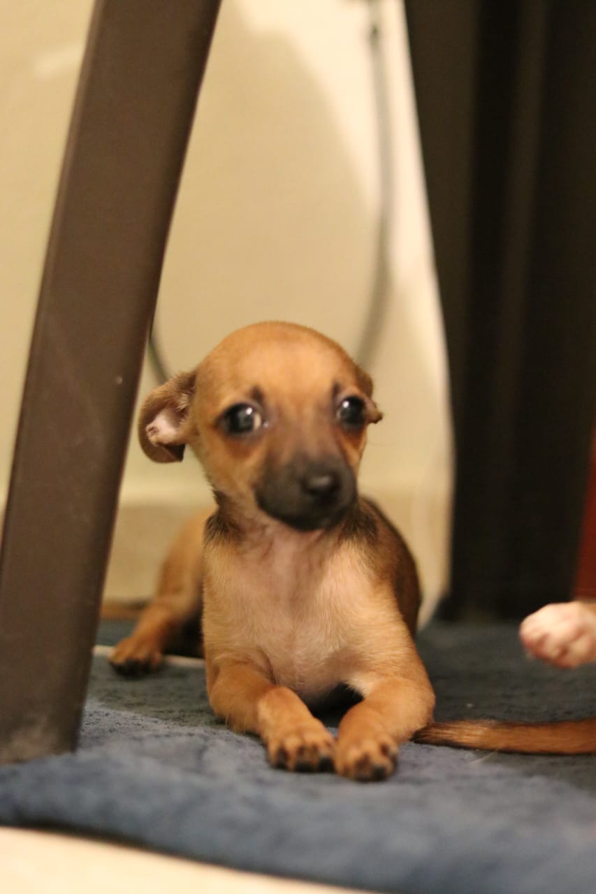 Cachorrita chihuahua 3 en adopcion Foto 7271847-5.jpg