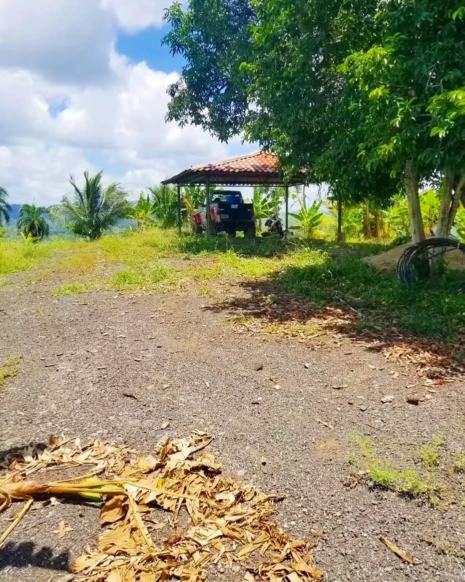 Finca de 600 tareas Agrícolas con Casas  campestres en Monte Plata Foto 7271866-2.jpg