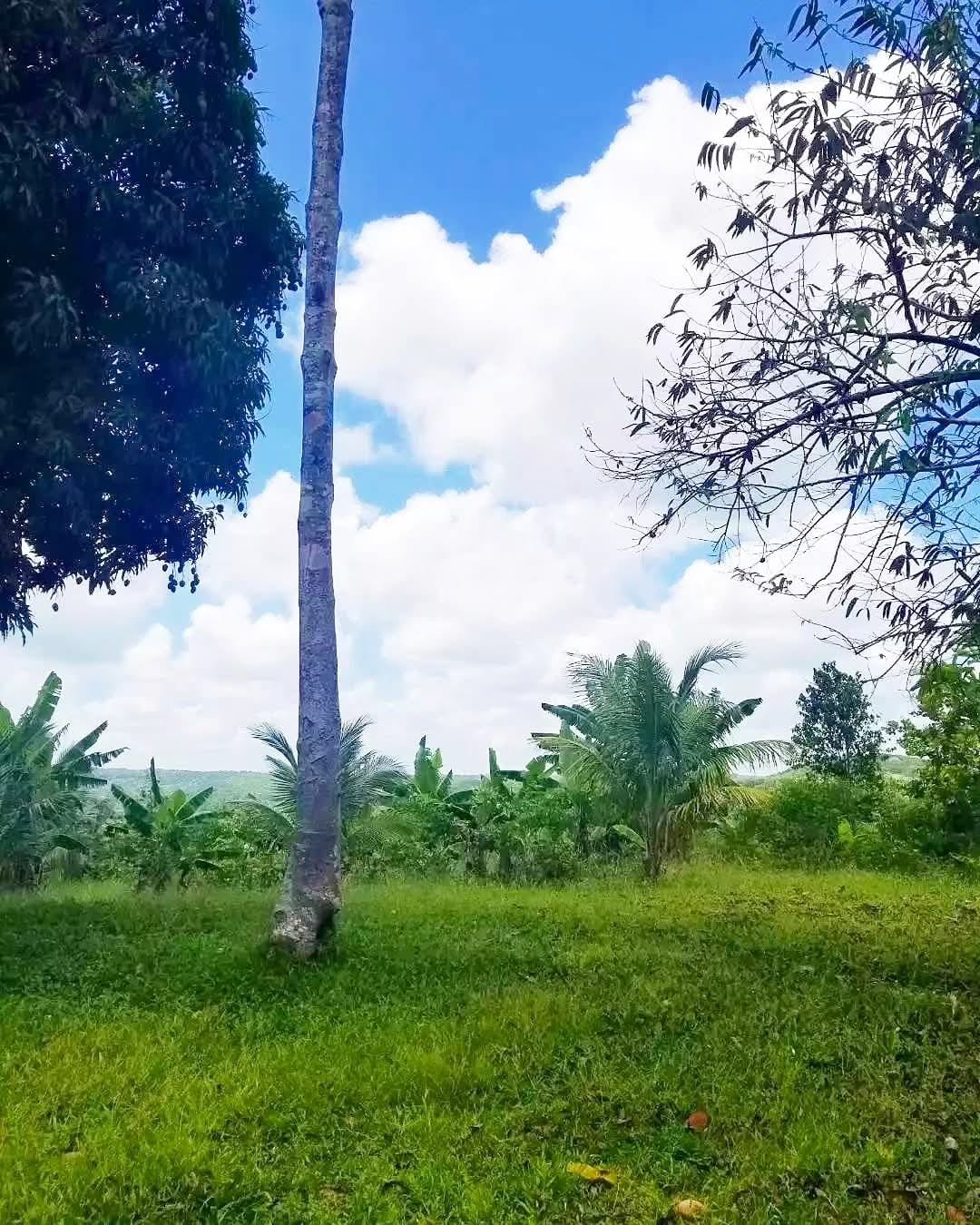 Finca de 600 tareas Agrícolas con Casas  campestres en Monte Plata Foto 7271866-3.jpg