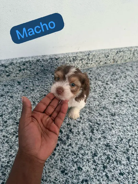 OFERTA CACHORRO SHIPOO MACHO EN SANTO DOMINGO Y TODO AL DIA Foto 7271895-1.jpg