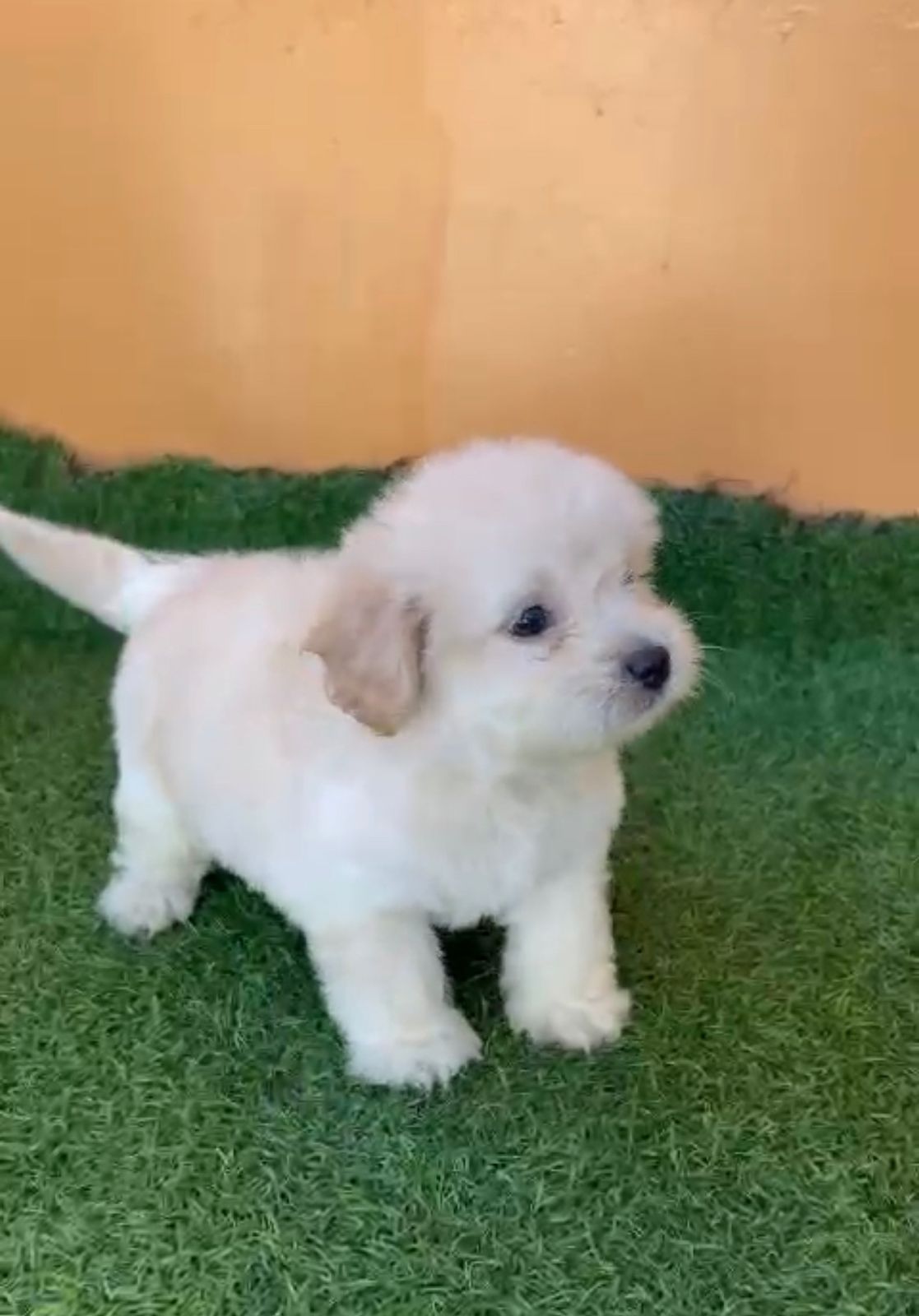 OFERTA CACHORRO SHIPOO MACHO EN SANTO DOMINGO Y TODO AL DIA Foto 7271896-1.jpg