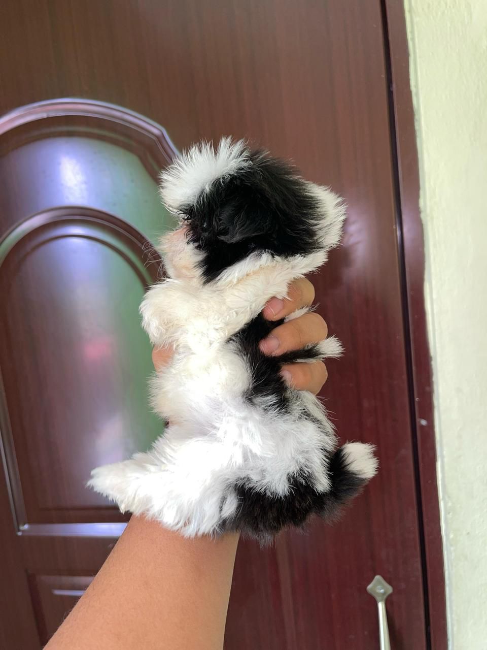 OFERTA CACHORRO SHIH TZU HEMBRA MINI EN SNATO DOMINGO Y VACUNA AL DIA  Foto 7271898-1.jpg