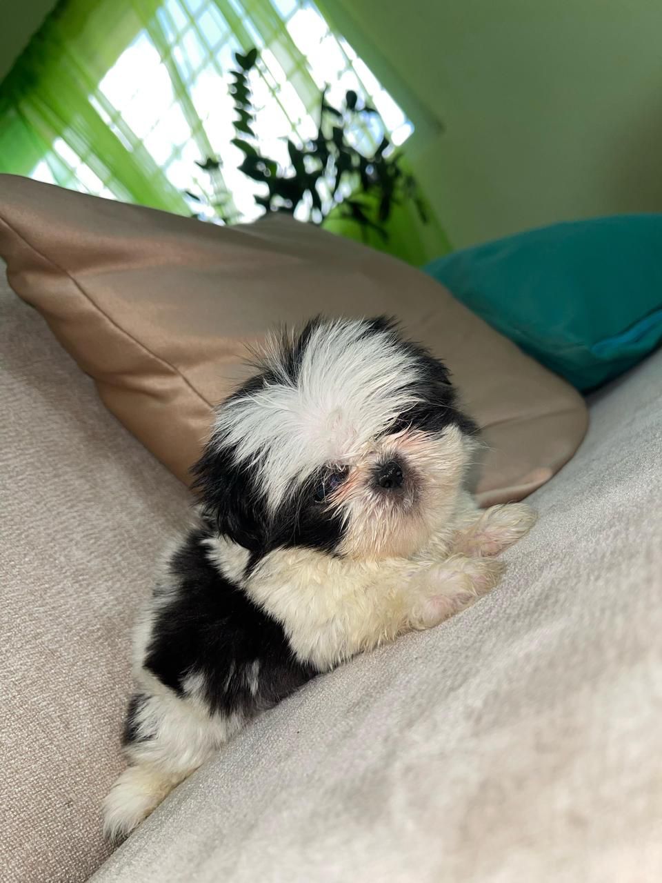 OFERTA CACHORRO SHIH TZU HEMBRA MINI EN SNATO DOMINGO Y VACUNA AL DIA  Foto 7271898-2.jpg