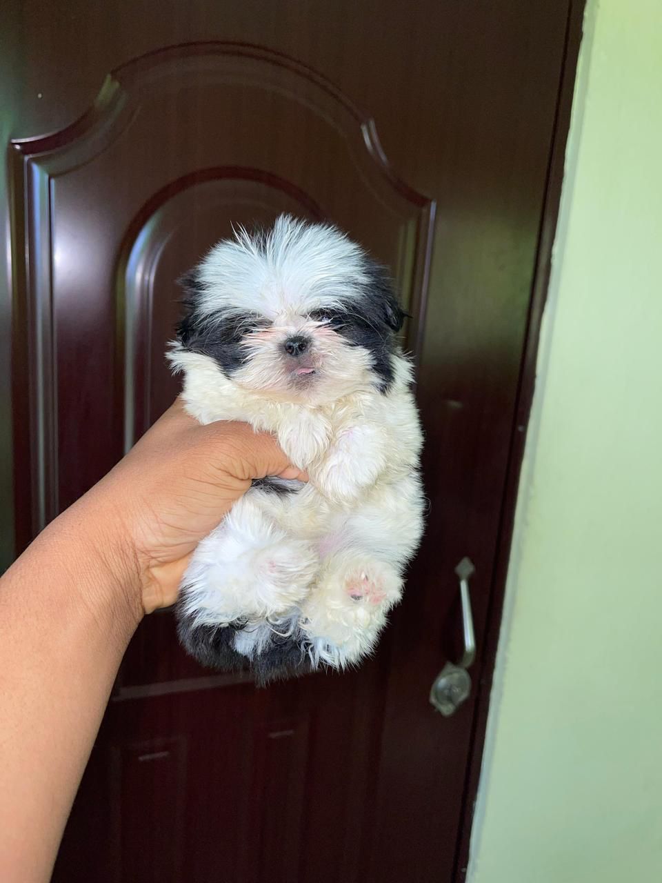 OFERTA CACHORRO SHIH TZU HEMBRA MINI EN SNATO DOMINGO Y VACUNA AL DIA  Foto 7271898-3.jpg