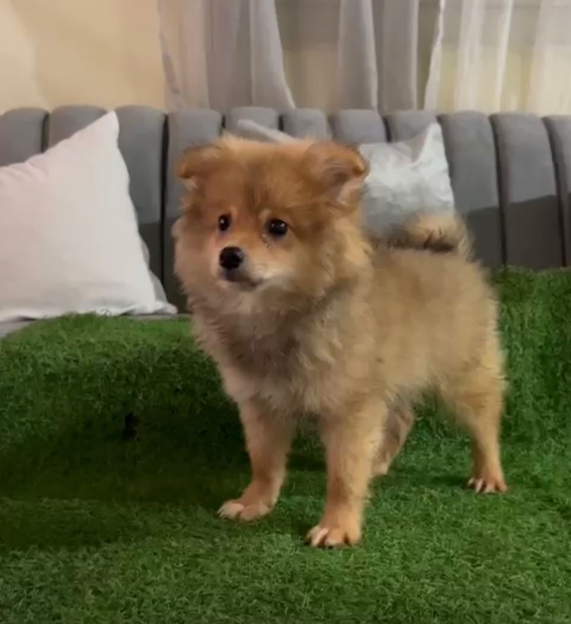 OFERTA CACHORRO POMERANIA MACHO EN SANTO DOMINGO CON SU VACUNAS AL DIA Foto 7271899-1.jpg