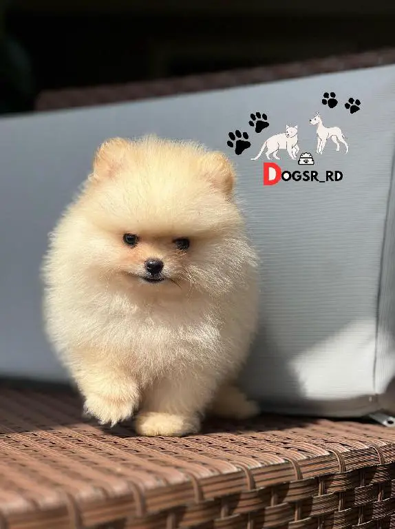 Pomerania Calidad Cara de Oso Macho  Foto 7271920-1.jpg