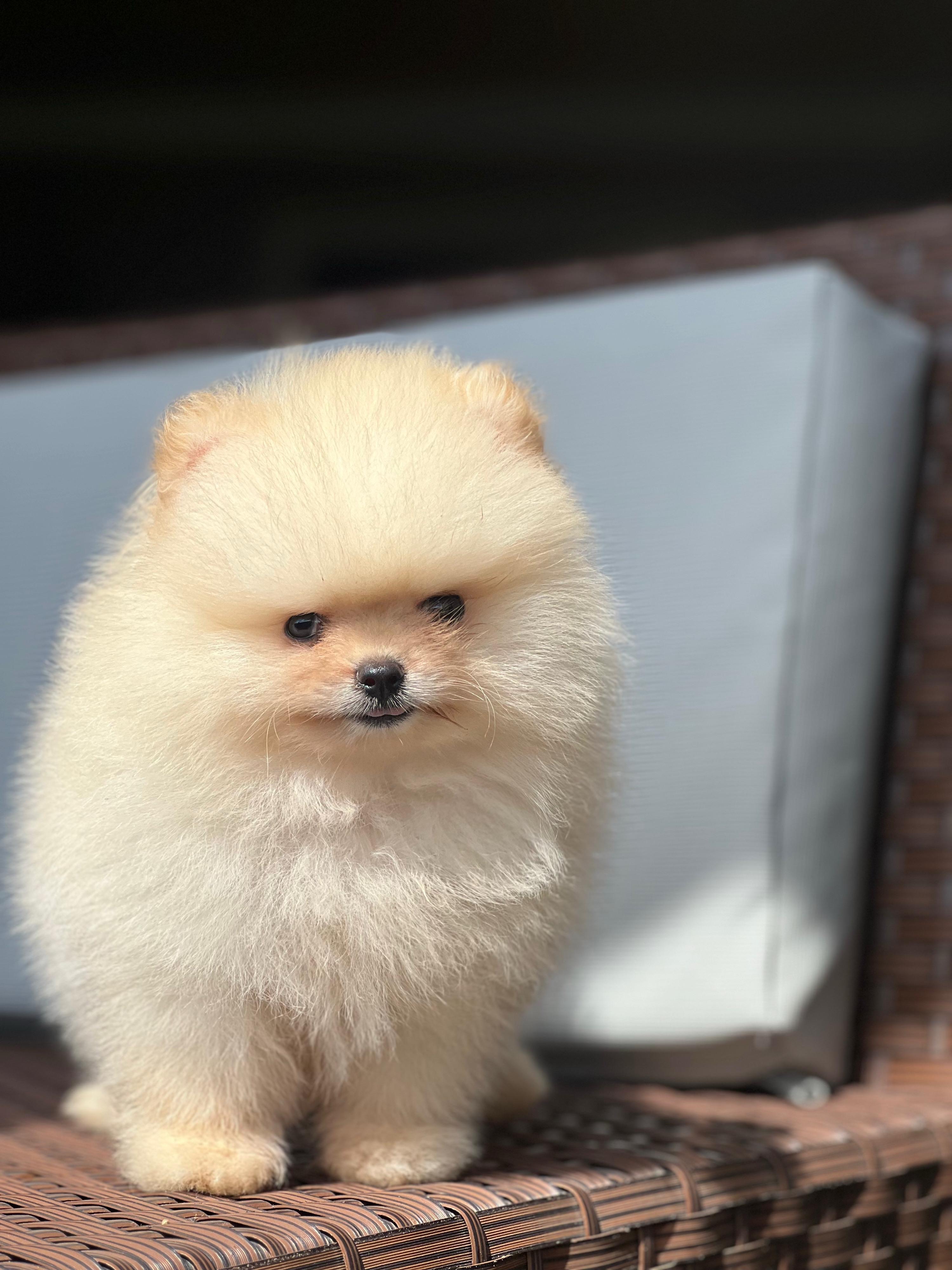 Pomerania Calidad Cara de Oso Macho  Foto 7271920-2.jpg