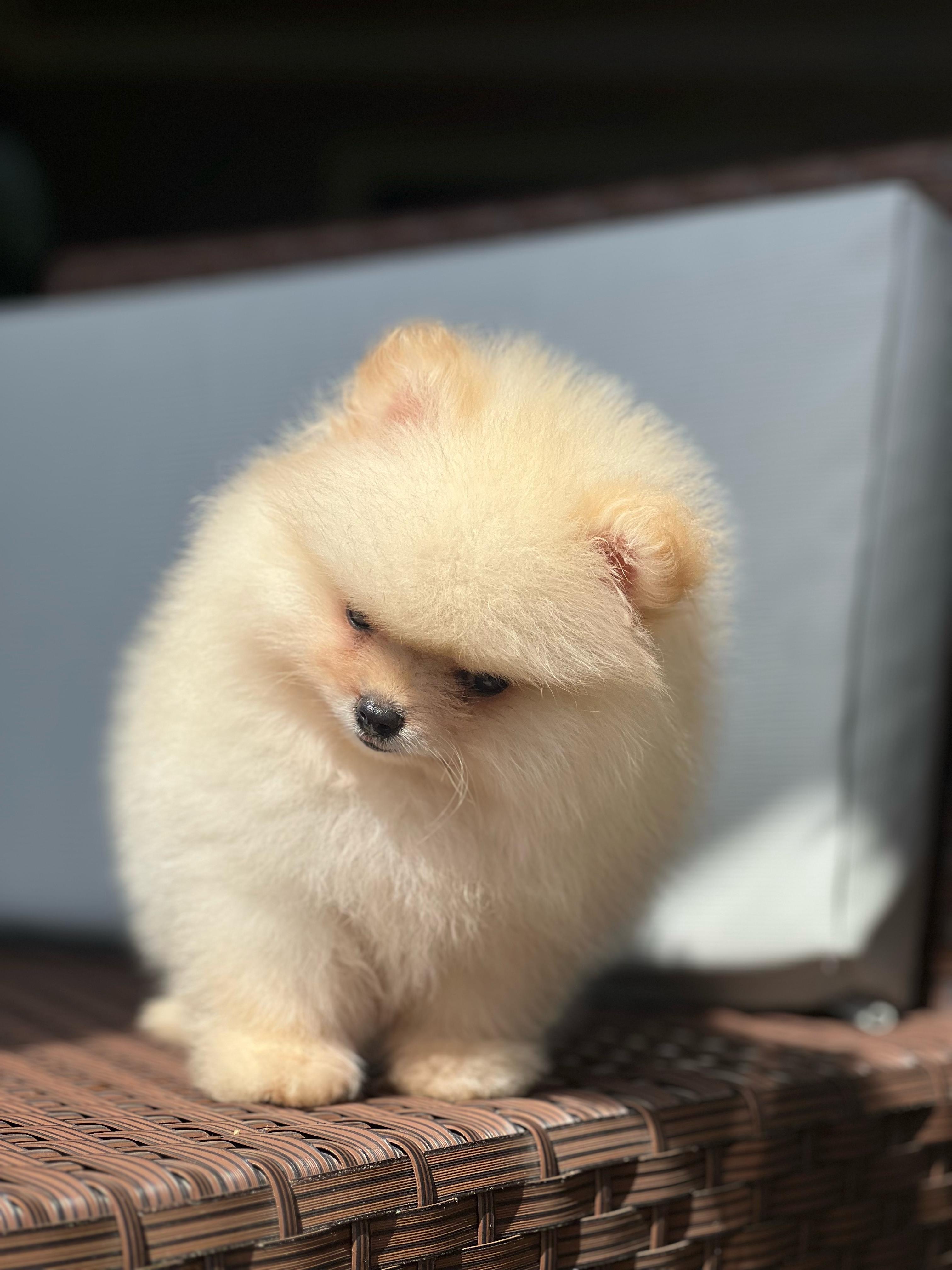 Pomerania Calidad Cara de Oso Macho  Foto 7271920-3.jpg