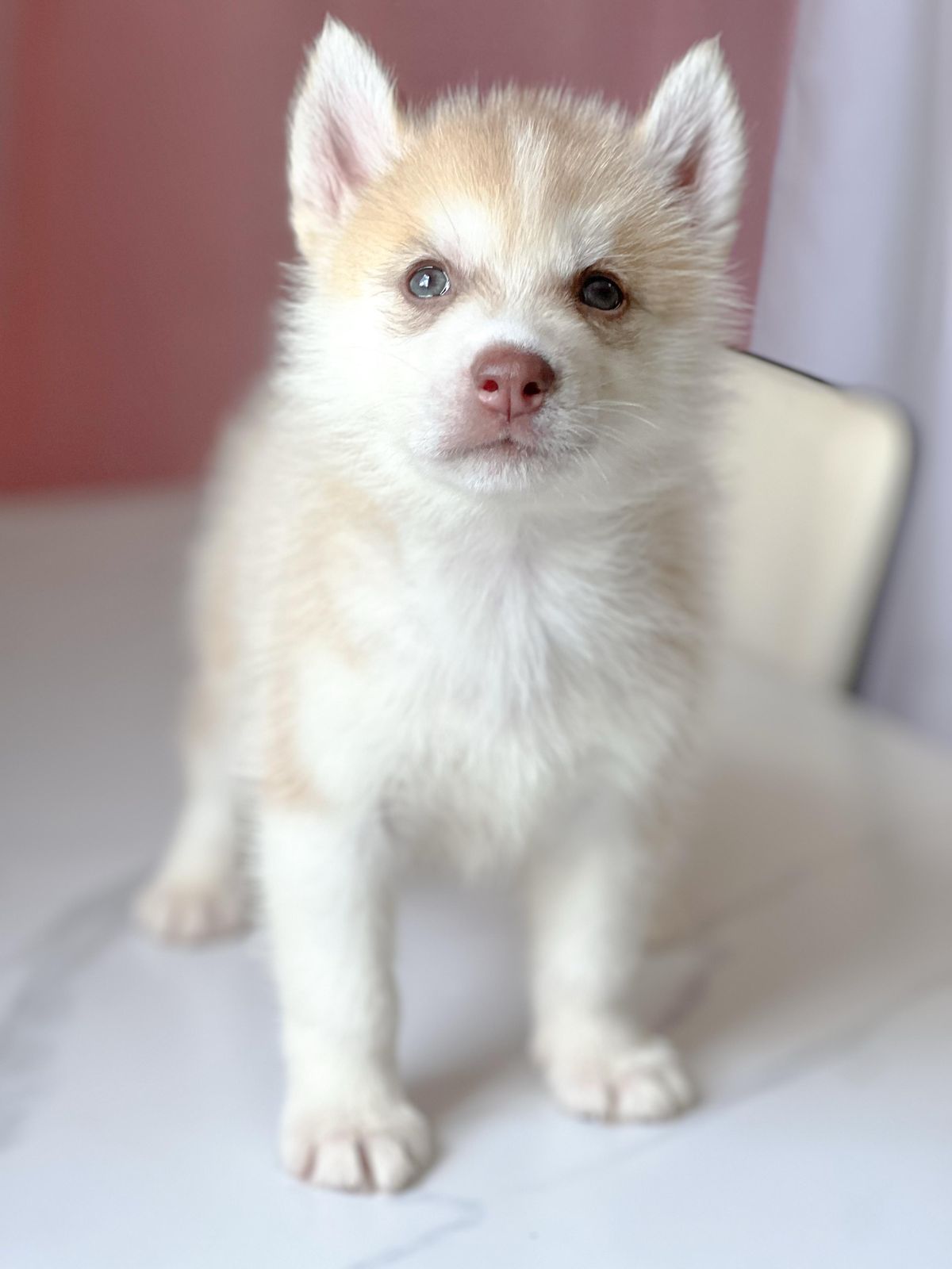 OFERTA CACHORRO HUSKY AMBOS SEXO CON PDIGREE  SANTO DOMINGO Y VACUNADO Foto 7272009-2.jpg