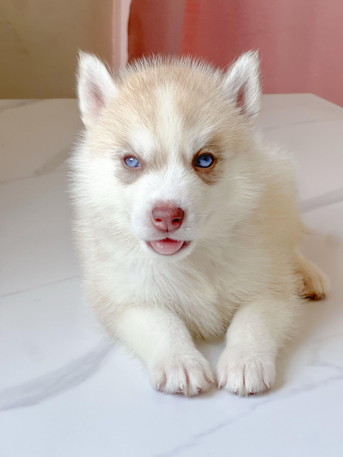 OFERTA CACHORRO HUSKY AMBOS SEXO CON PDIGREE  SANTO DOMINGO Y VACUNADO Foto 7272009-3.jpg
