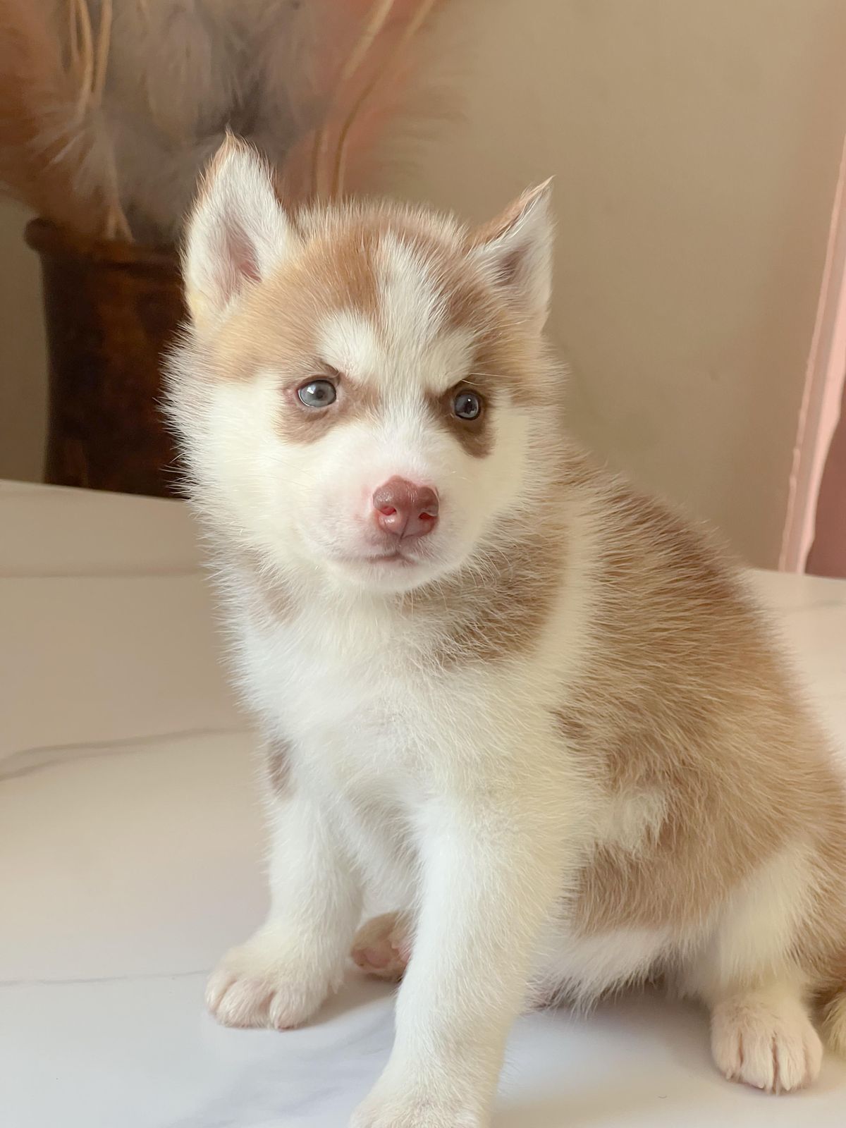 OFERTA CACHORRO HUSKY AMBOS SEXO CON PDIGREE  SANTO DOMINGO Y VACUNADO Foto 7272009-4.jpg