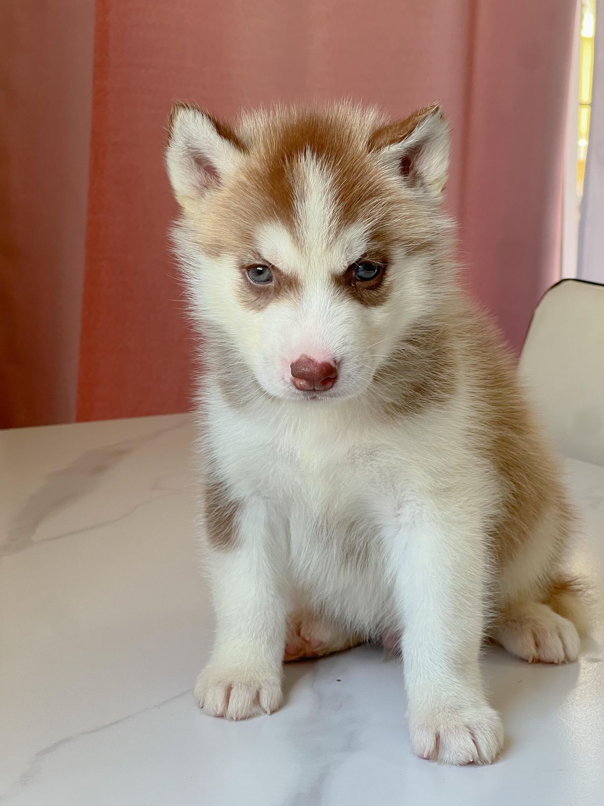 OFERTA CACHORRO HUSKY AMBOS SEXO CON PDIGREE  SANTO DOMINGO Y VACUNADO Foto 7272009-5.jpg