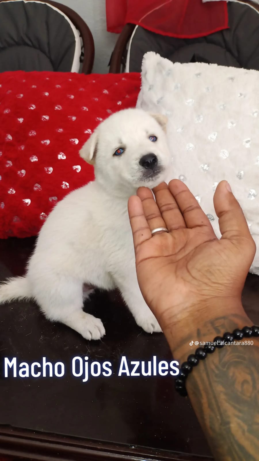 OFERTA CACHORRO HUSKY AMBOS SEXO EN SANTO DOMINGO Y SE ENTREGA CON TOD Foto 7272044-2.jpg