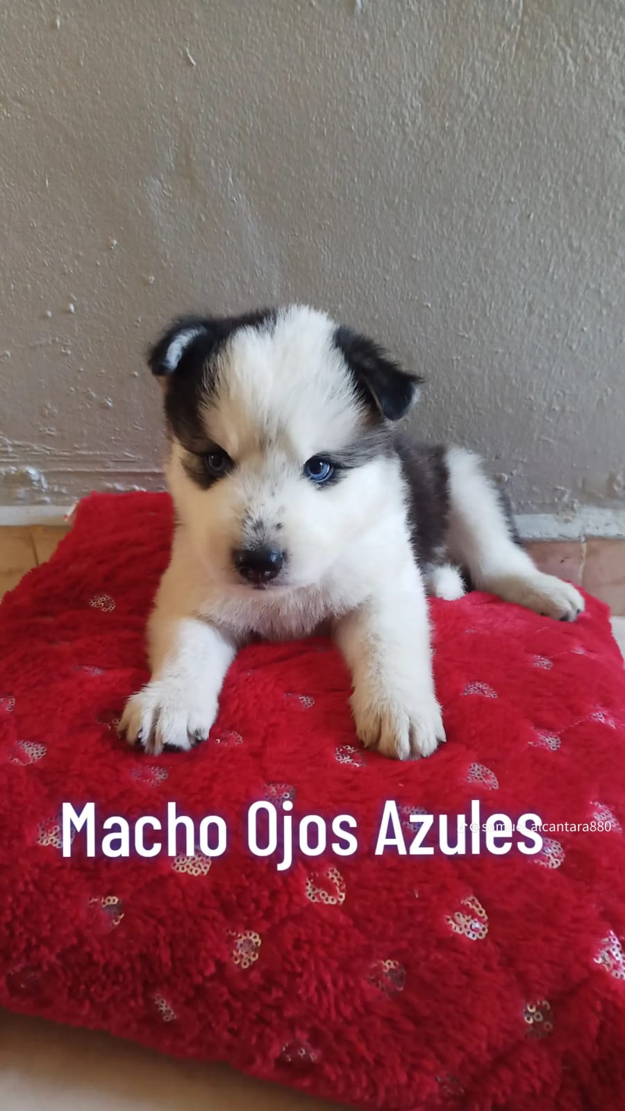 OFERTA CACHORRO HUSKY AMBOS SEXO EN SANTO DOMINGO Y SE ENTREGA CON TOD Foto 7272044-3.jpg