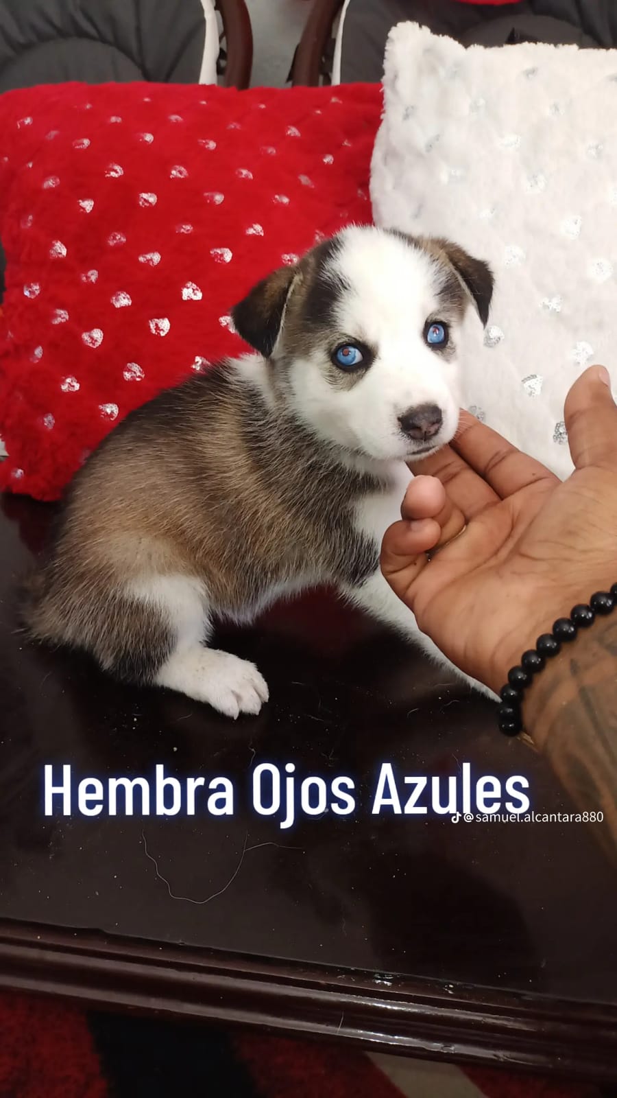 OFERTA CACHORRO HUSKY AMBOS SEXO EN SANTO DOMINGO Y SE ENTREGA CON TOD Foto 7272044-4.jpg