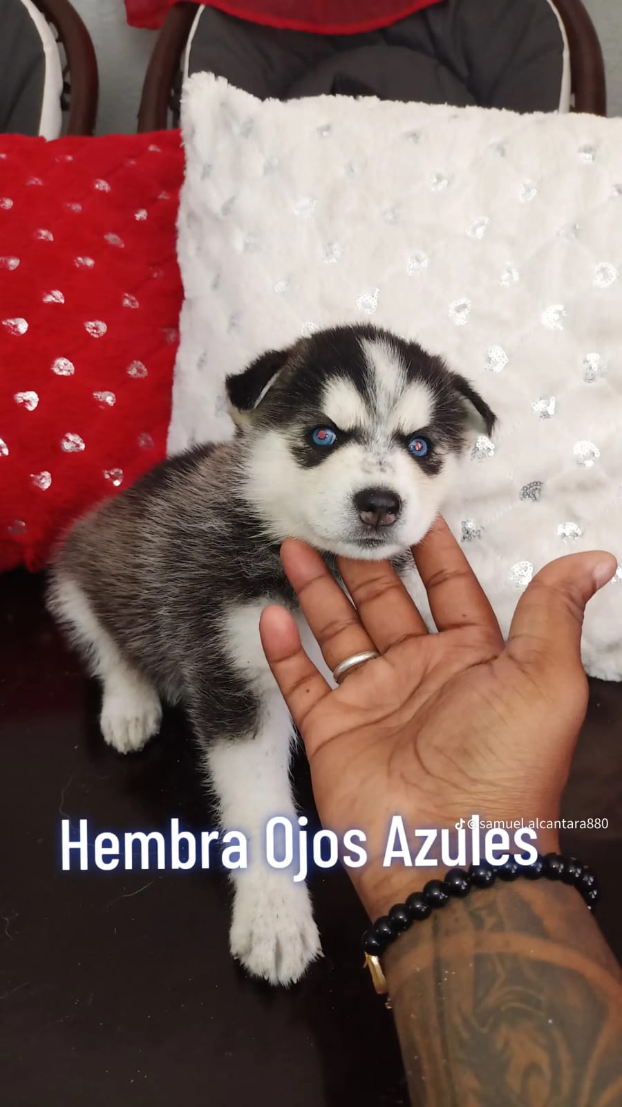 OFERTA CACHORRO HUSKY AMBOS SEXO EN SANTO DOMINGO Y SE ENTREGA CON TOD Foto 7272044-5.jpg