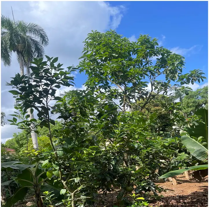Vendo 15585 Mts.2 SEMBRADO DE PLATANOS y dentro del Pueblo del DEAN Mo Foto 7272161-11.jpg