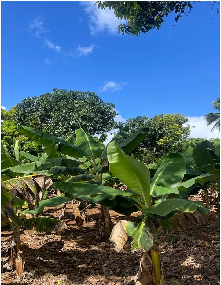Vendo 15585 Mts.2 SEMBRADO DE PLATANOS y dentro del Pueblo del DEAN Mo Foto 7272161-13.jpg