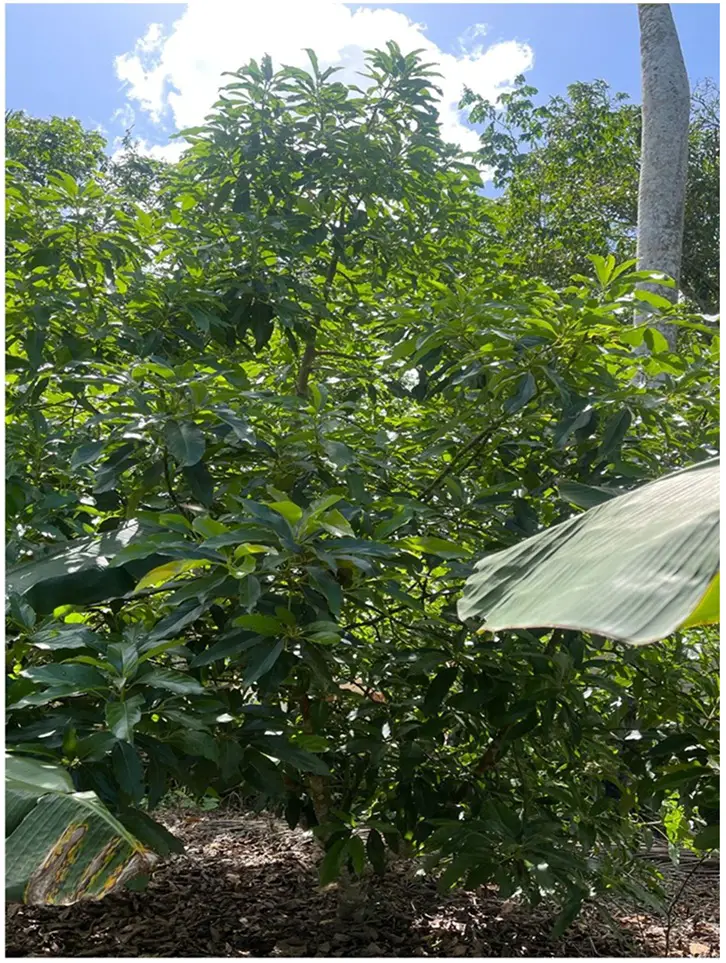 Vendo 15585 Mts.2 SEMBRADO DE PLATANOS y dentro del Pueblo del DEAN Mo Foto 7272161-2.jpg
