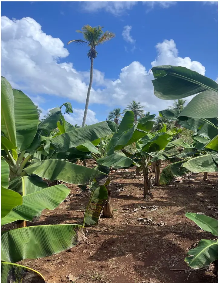 Vendo 15585 Mts.2 SEMBRADO DE PLATANOS y dentro del Pueblo del DEAN Mo Foto 7272161-3.jpg