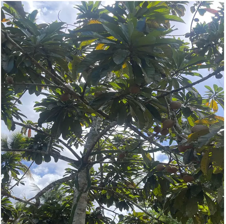 Vendo 15585 Mts.2 SEMBRADO DE PLATANOS y dentro del Pueblo del DEAN Mo Foto 7272161-5.jpg