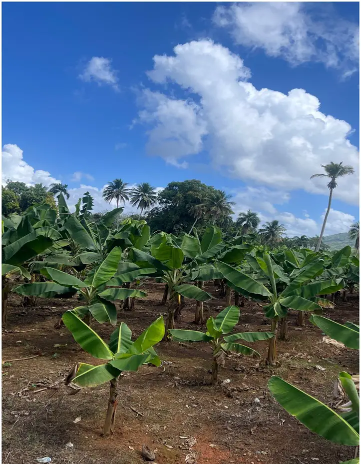 Vendo 15585 Mts.2 SEMBRADO DE PLATANOS y dentro del Pueblo del DEAN Mo Foto 7272161-6.jpg