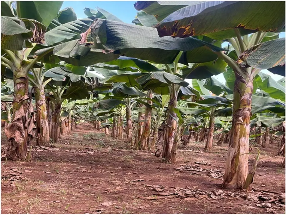 Vendo 15585 Mts.2 SEMBRADO DE PLATANOS y dentro del Pueblo del DEAN Mo Foto 7272161-7.jpg
