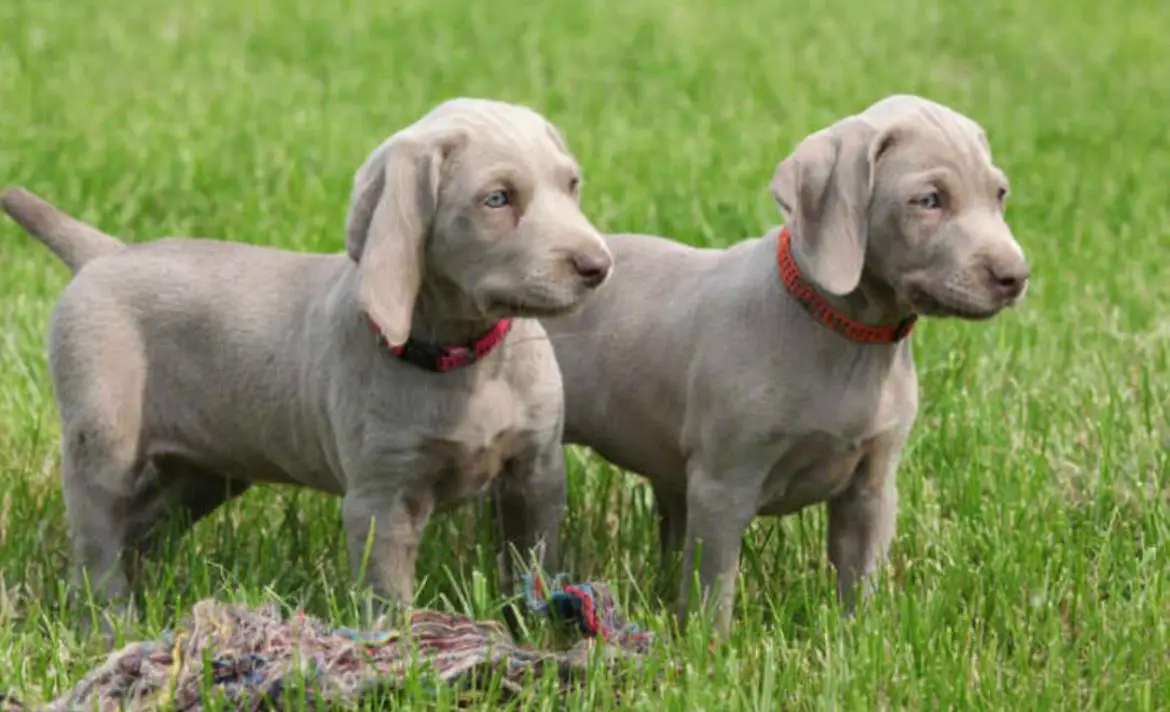 OFERTA CACHORRO WEIMARANER AMBOS SEXO SE ENTREGA CON TODO AL DIA UBICA Foto 7272173-1.jpg