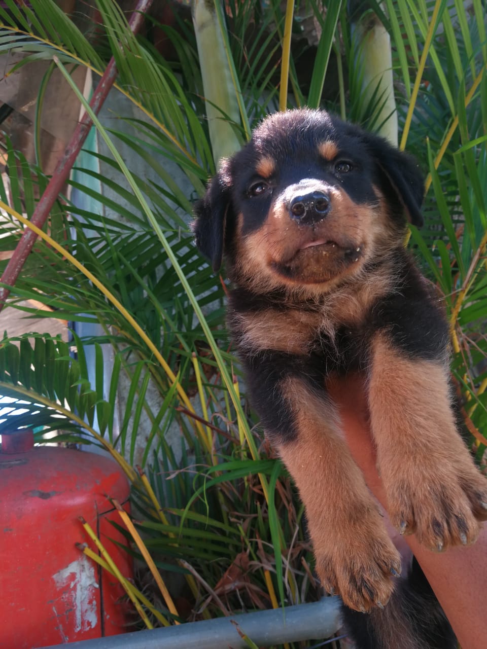 OFERTA CACHORRO ROTWEILER AMBOS SEXO EN SANTO DOMINGO VACUNA Foto 7272174-2.jpg