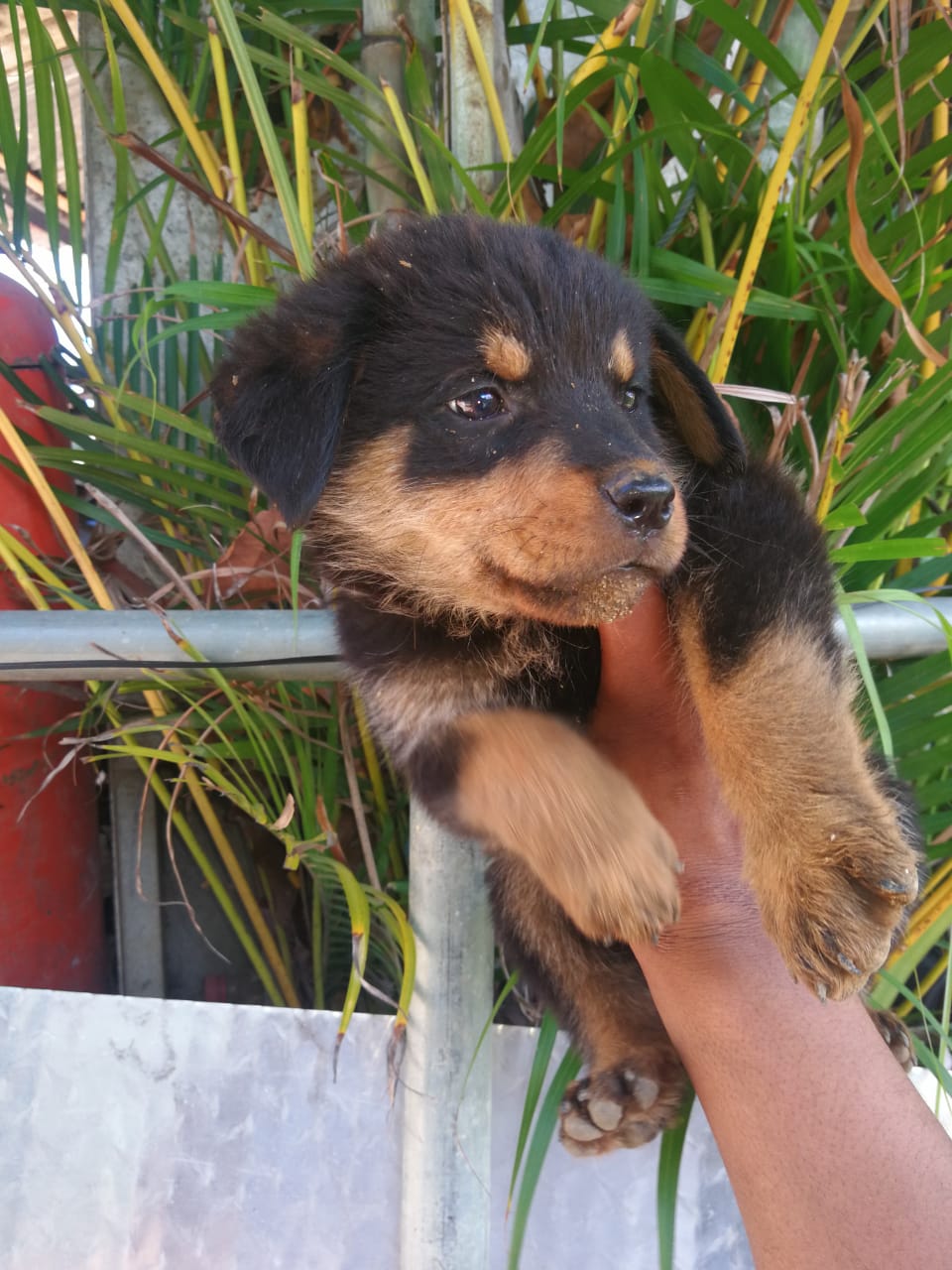 OFERTA CACHORRO ROTWEILER AMBOS SEXO EN SANTO DOMINGO VACUNA Foto 7272174-3.jpg