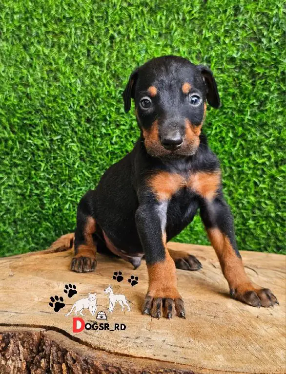 Doberman Ambos Sexos  Foto 7272220-1.jpg